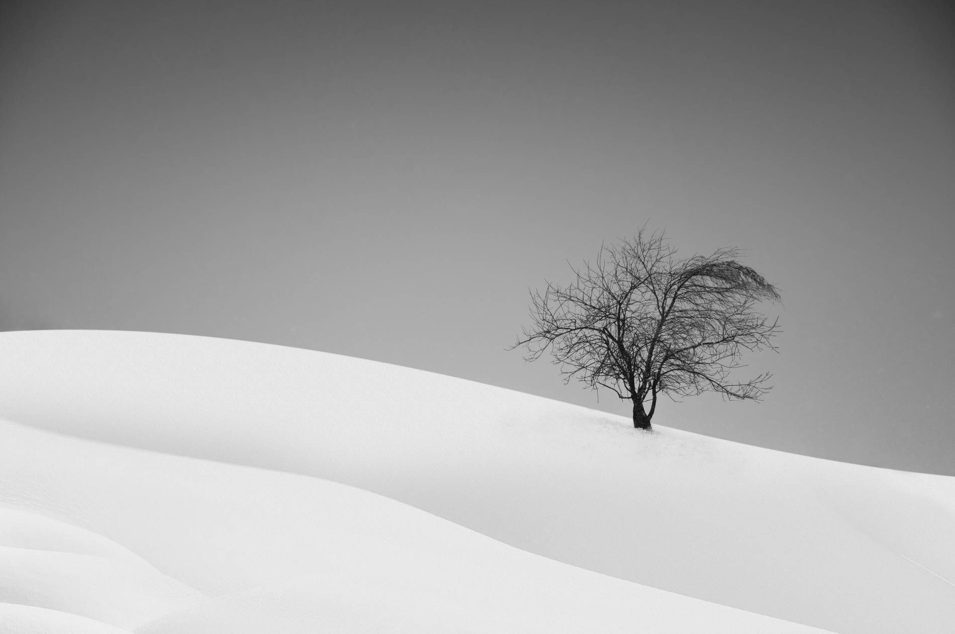 Arbre isolé dans un désert de neige